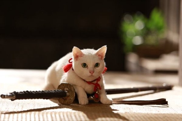 (C)2015「続・猫侍」製作委員会